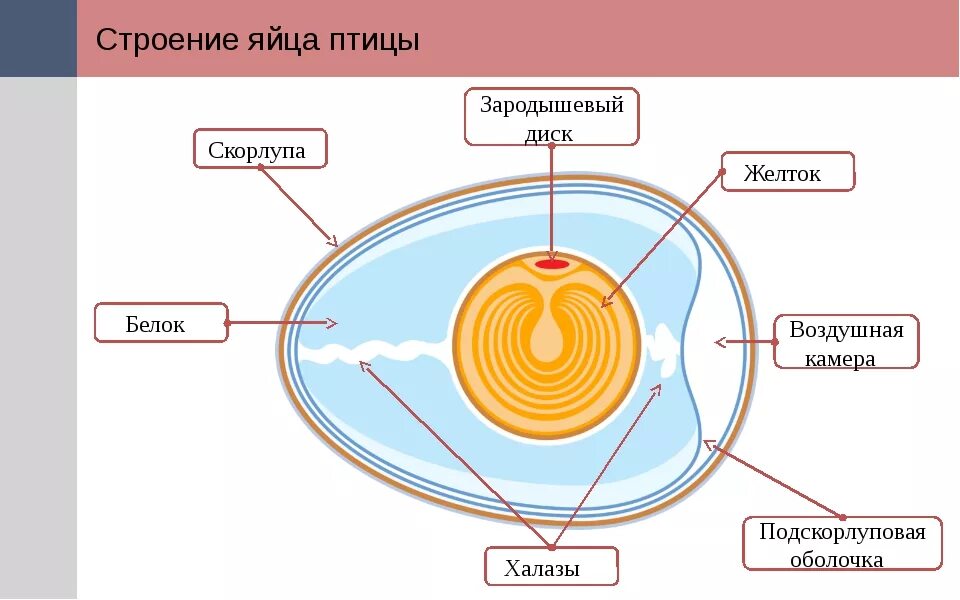 Основная функция яйца