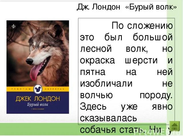 Рассказ бурый волк Джек Лондон. Бурый волк Джек Лондон описание волка. Описание бурого волка. Джек Лондон рассказ про волка. Лондон бурый волк читать