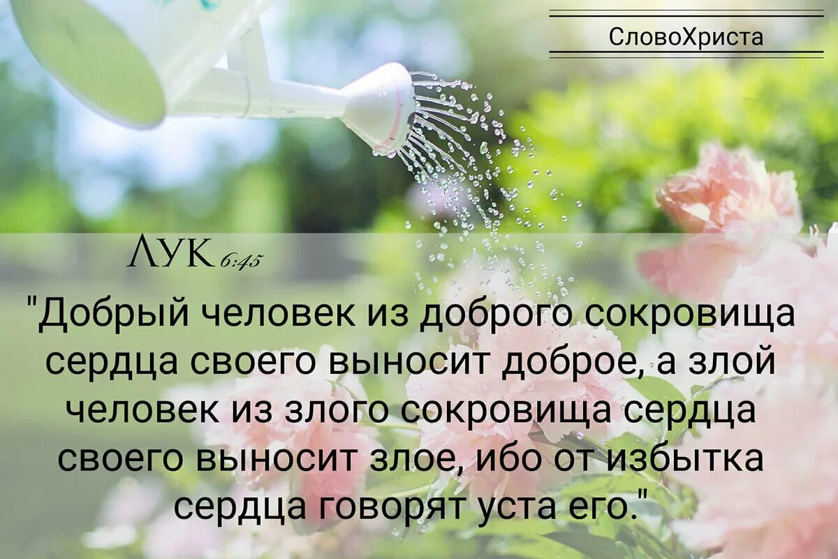 Добрый человек из доброго сокровища. От избытка сердца говорят уста. от избытка сердца говорят уста библия. от избытка сердца. добрый человек из доброго сердце выносит сокровище.