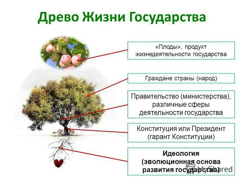 дерево рода. нет доброго дерева которое приносило. дерево фусан китайская мифология. дерево жизни в эдемском саду. плод древа жизни.