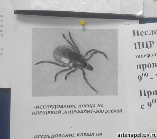 Исследование удаленного клеща. Исследование клещевого энцефалита. Результат исследования клеща.