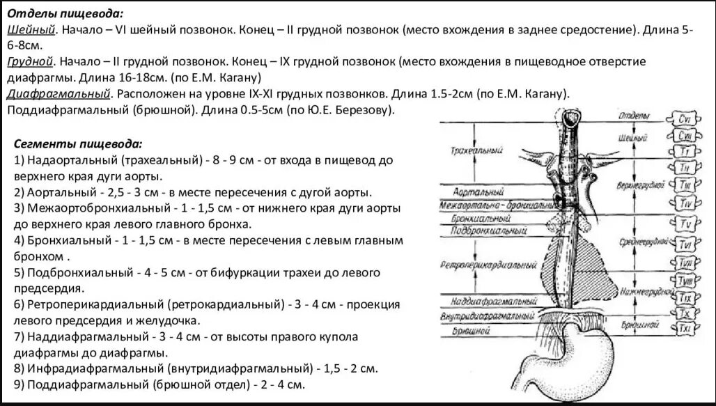 1 3 пищевода. Анатомические сужения пищевода рентген. Пищевод шейнфйотдел. Шейный отдел пищевода рентген. Сужение пищевода на уровне 5 грудного позвонка.