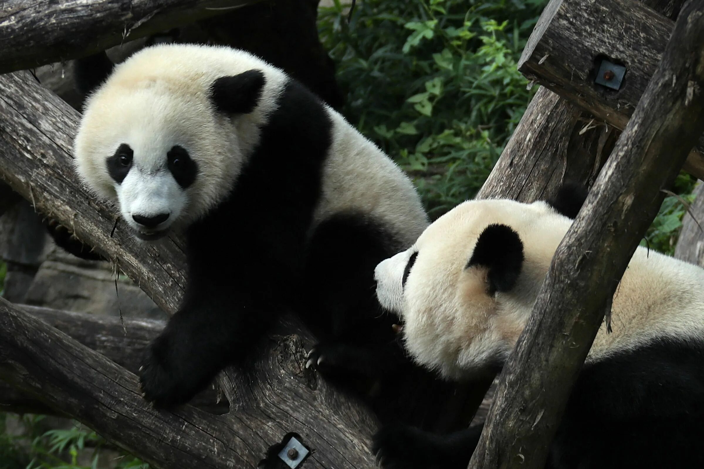 Живая панда цена в россии. Giant Pandas. Giant Pandas pohtho. Панда из семейства Медвежьих. Панда фото.