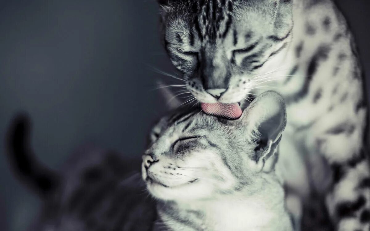 Ласка и кот. Котята любовь. влюбленные котики. котики нежность. кошка ласкается.