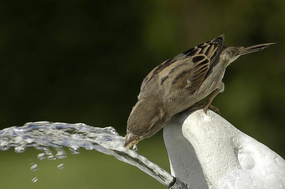 After a bird. Птица пьет. Птицы пьют воду. Птичка пьет воду. Воробей пьет.