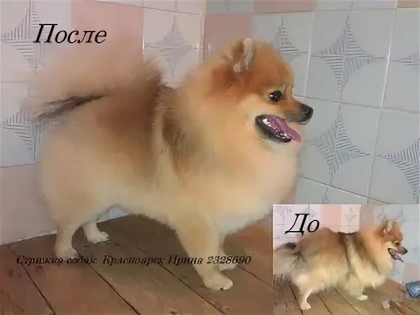 Со скольки стригут шпицев. Со скольки стригут шпицев