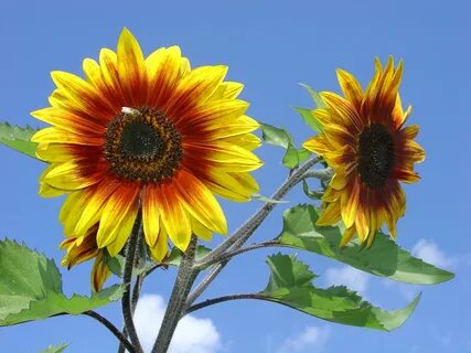 Sunflower отзывы