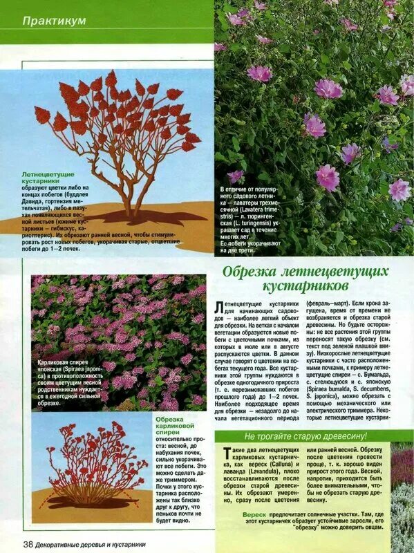 Как обрезать спирею летом. Как обрезать спирею летом