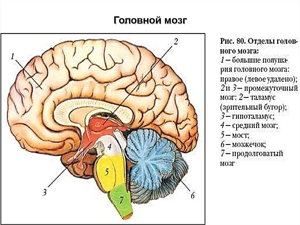 Структура головного мозга включает. Структуры головного мозга биология 8 класс. Рис 80 структуры головного мозга. Отделы головного мозга схема ЕГЭ. Отделы головного мозга 8 класс биология.