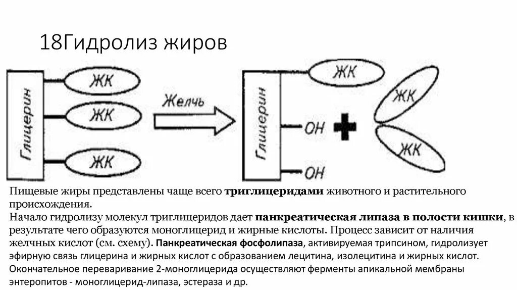 Гидролиз в пищеварении. Гидролиз пищевых жиров. Гидролиз пищевого жира. Желчь и гидролиз жиров. Желчные кислоты гидролизуют жиры.