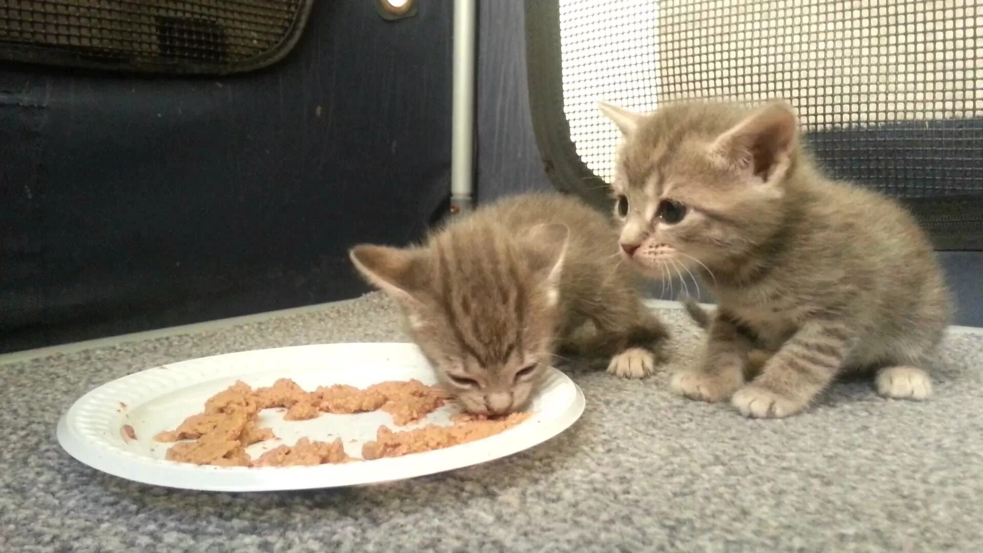 Можно кормить кота рыбой. Котенок кушает. Маленький котик кушает. Котенок завтракает. Что едят маленькие котята.