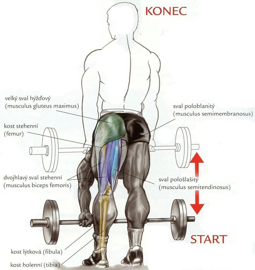 Тяга какие мышцы работают. Становая тяга группы мышц. Задействованные мышцы при становой тяги. Анатомия мышц при становой тяге. Румынская становая тяга со штангой техника выполнения.