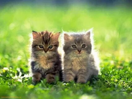 Windows kitty