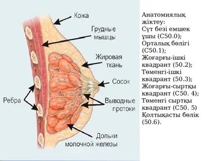 Тофалви Еваның эротикалық суреті