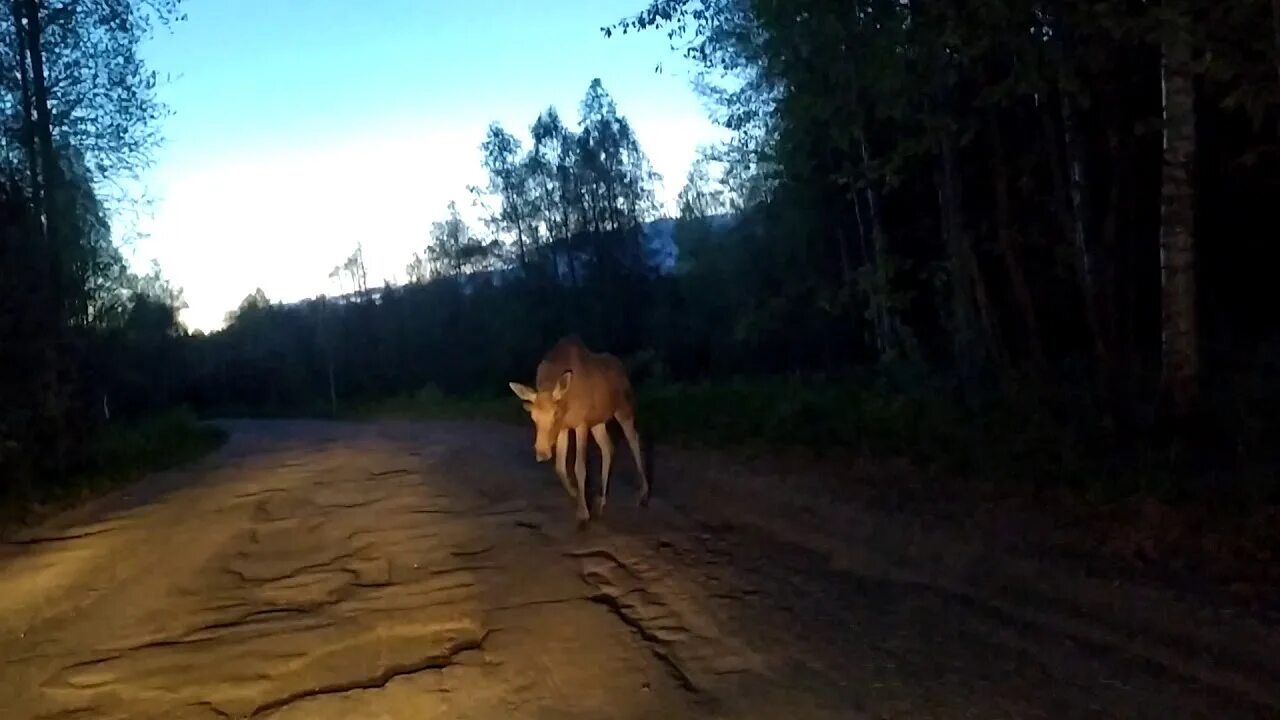 Убойные места лося. Покажи лосей видео. Самые большие лосиные рога. Спаривание оленей. Камчатский лось.