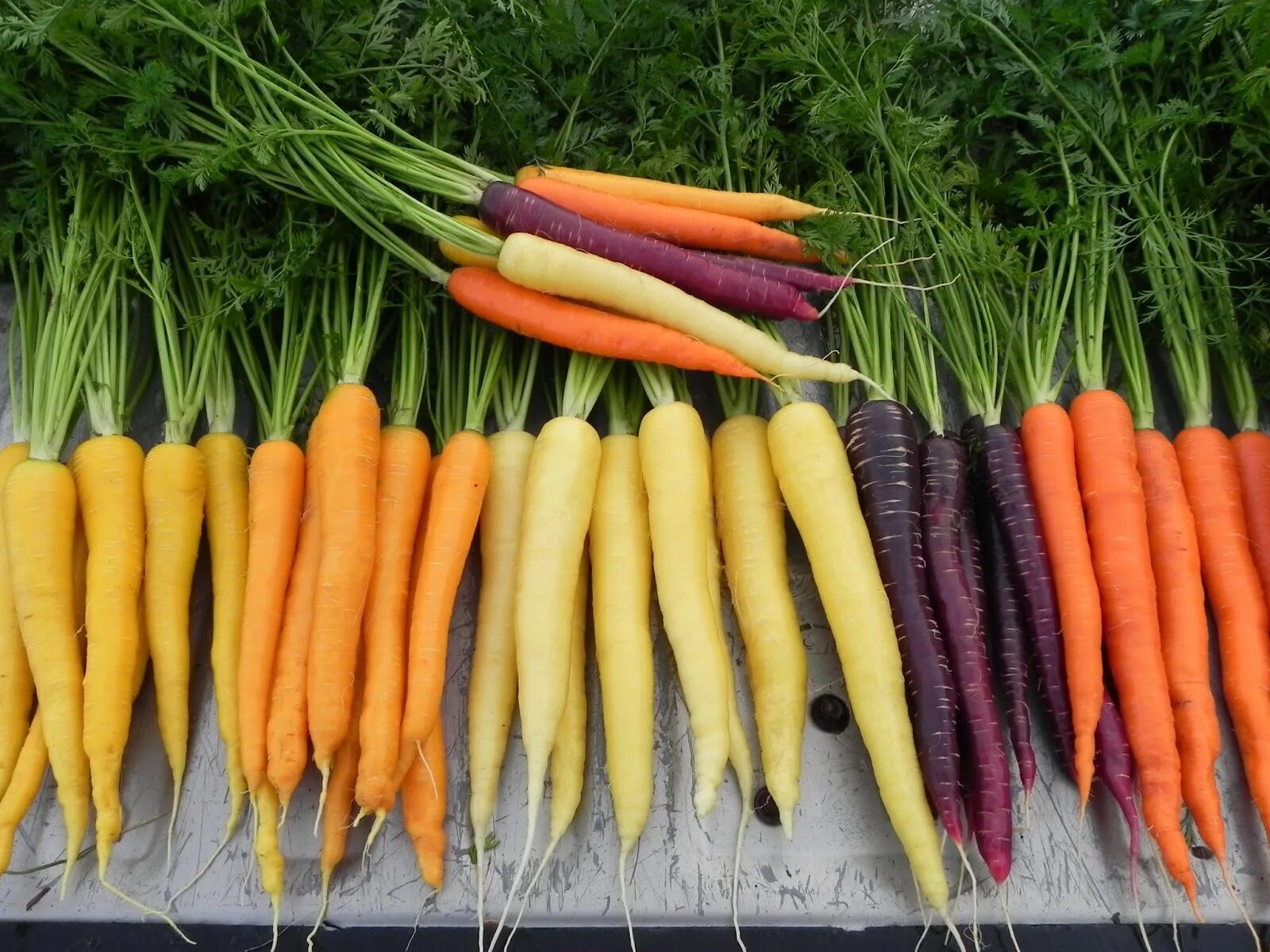 Carrot vegetable. Морковь НИИОХ. Морковь Мустанг f1. Овощные растения. Желтая морковь.