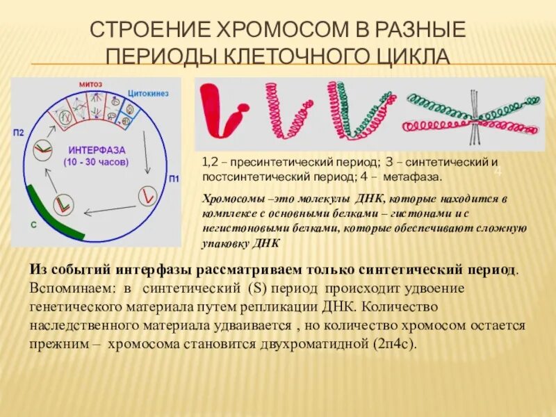 Клеточный цикл интерфаза стадии. Строение хромосом в разные периоды клеточного цикла. Периоды клеточного цикла. Периоды синтетический постсинтетический. 3 этапа интерфазы