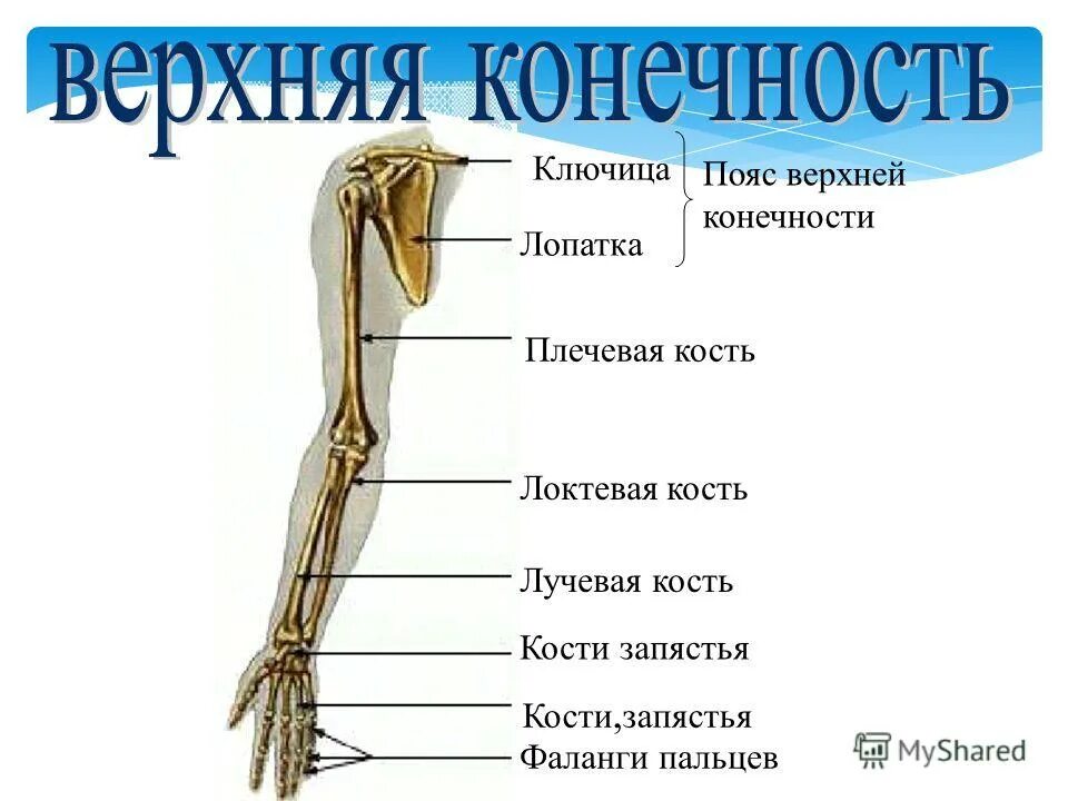 Функции поясов конечностей человека. Функции поясов конечностей человека