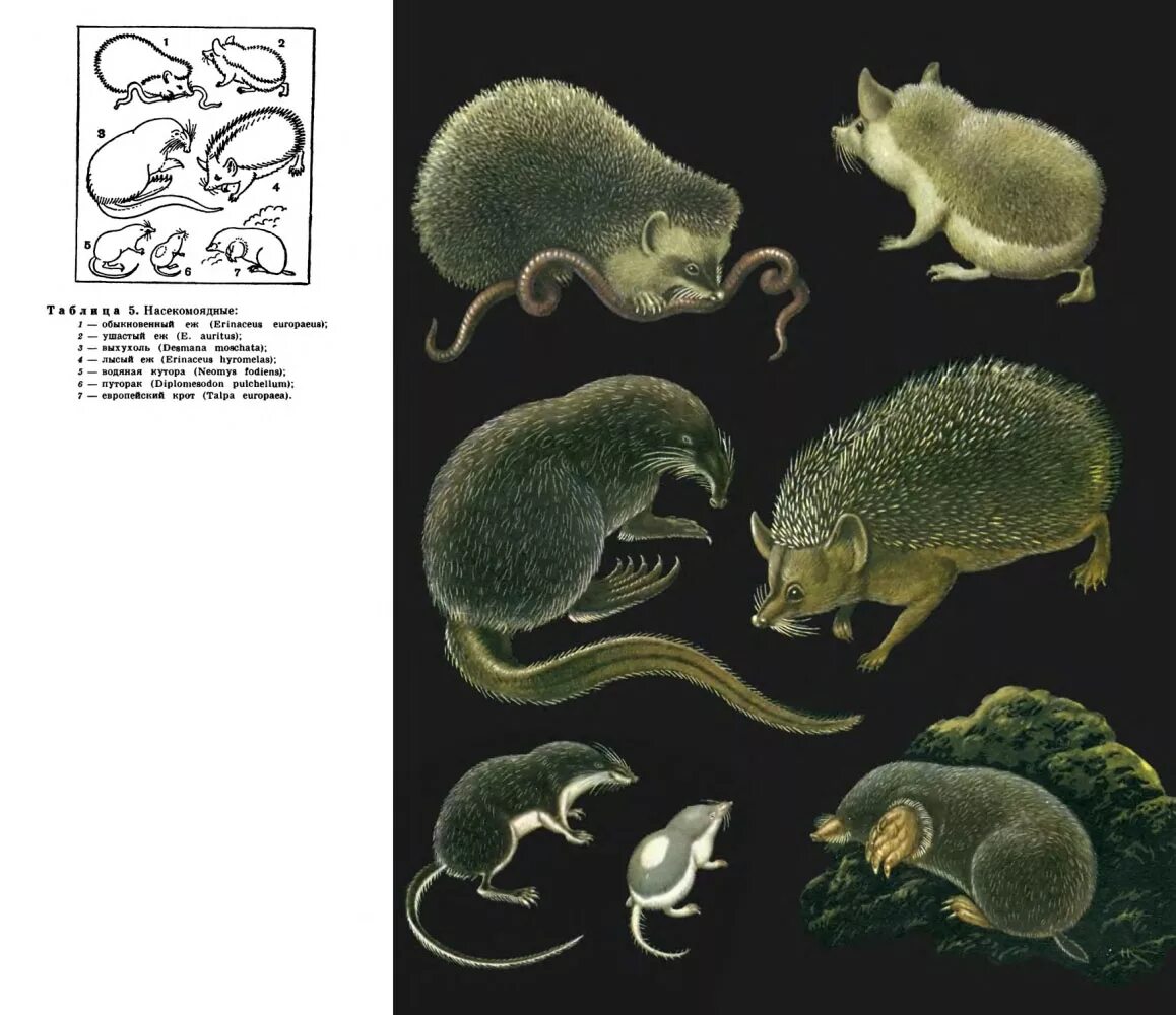 Отряд насекомоядные ушастый еж. Отряд насекомоядные представители. Насекомоядные отряды животных. Насекомоядные млекопитающие представители. Плацентарные звери отряд насекомоядные.