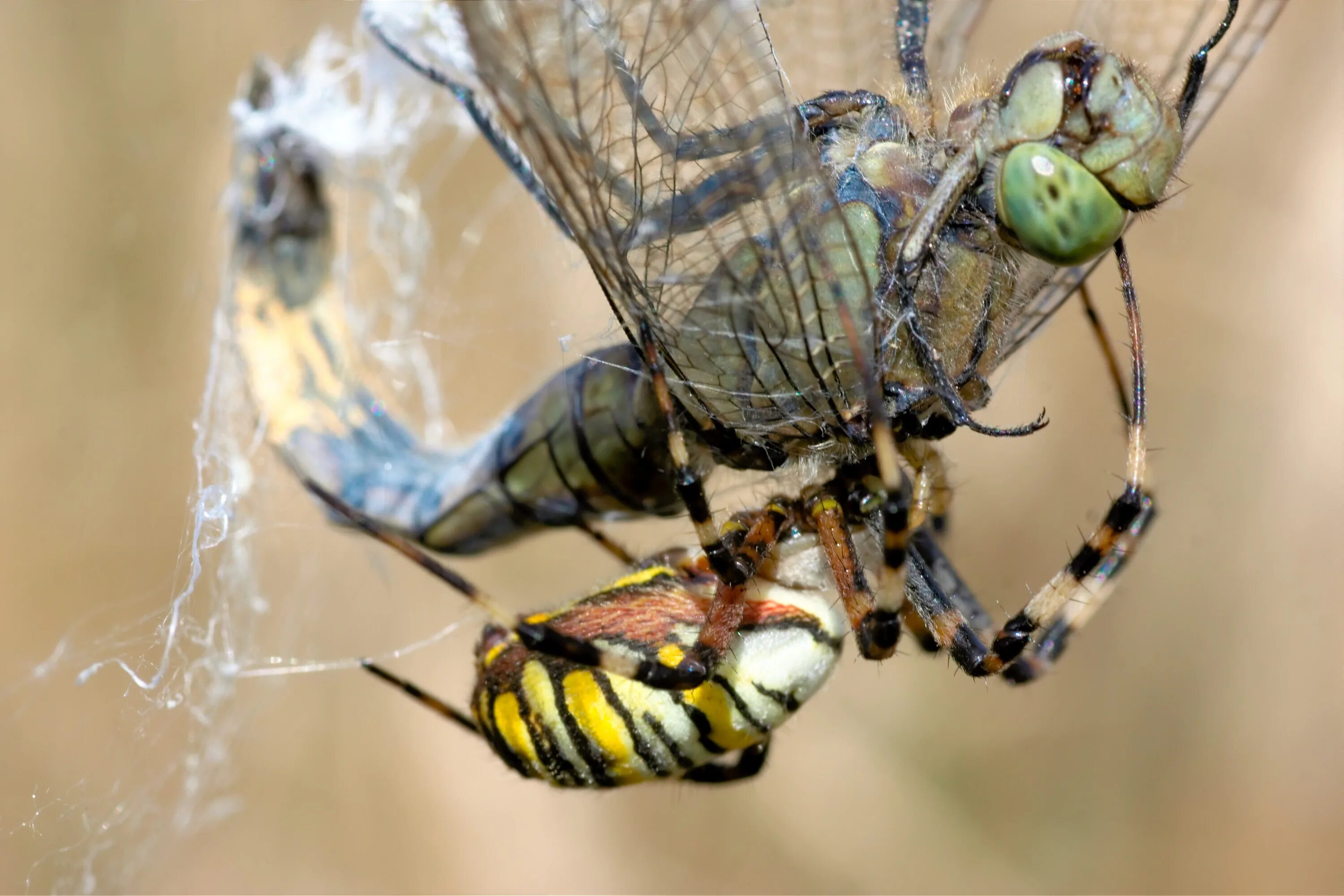 Паук наездник. Паучья оса насекомое. wasp spider. паук стрекоза. стрекоза ест паука.
