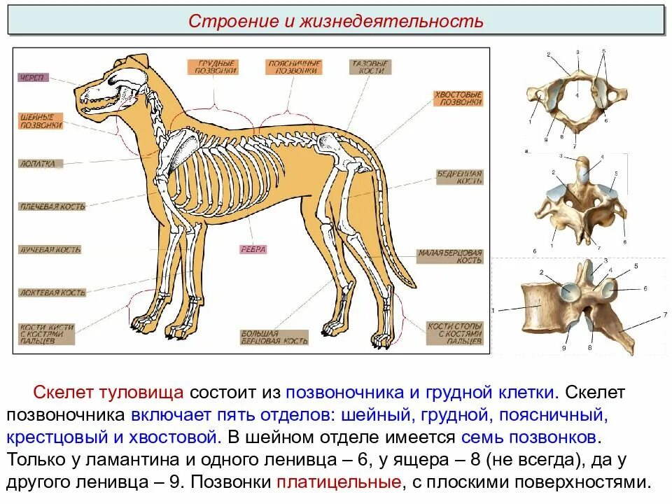 Строение позвоночника млекопитающих отделы