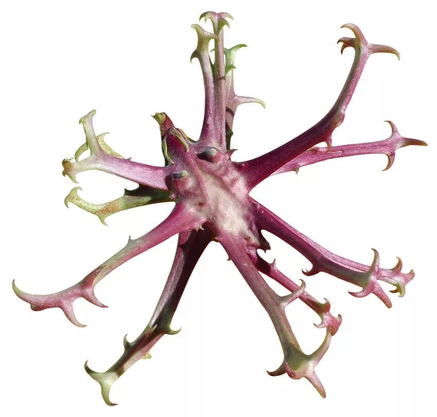 Дьявольский коготь цветок. Мартиния душистая (harpagophytum procumbens ). Дьявольский коготь растение. Мартиния душистая. Когти корень.