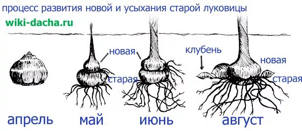 Какой тип корневой системы сформируется если луковицу. Строение клубня луковицы гладиолуса. Схема клубнелуковицы гладиуса. Схема клубнелуковицы гладиолусов. Размножение клубнелуковицами.