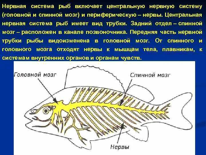 Нервная система рыб 7 класс. Нервная система костных рыб. Нервная система у рыб ПНС. Нервная система костной рыбы рис 116. Появление головного мозга у рыб