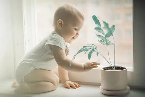 Baby plant
