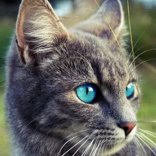 Самый нужный кот