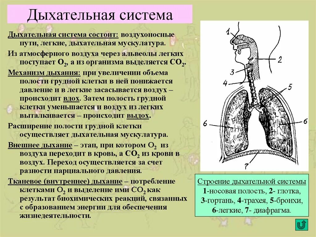 Воздух в легкие поступает через. Дыхательная система. Система органов дыхания. Отделы дыхательной системы.