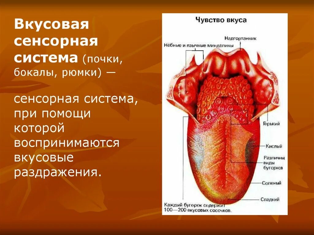 Вкусовой анализатор строение анатомия. Вкусовой анализатор анализатор строение и функции. Строение органа вкуса вкусовые рецепторы. Вкусовая сенсорная система. Органы вкуса и обоняния