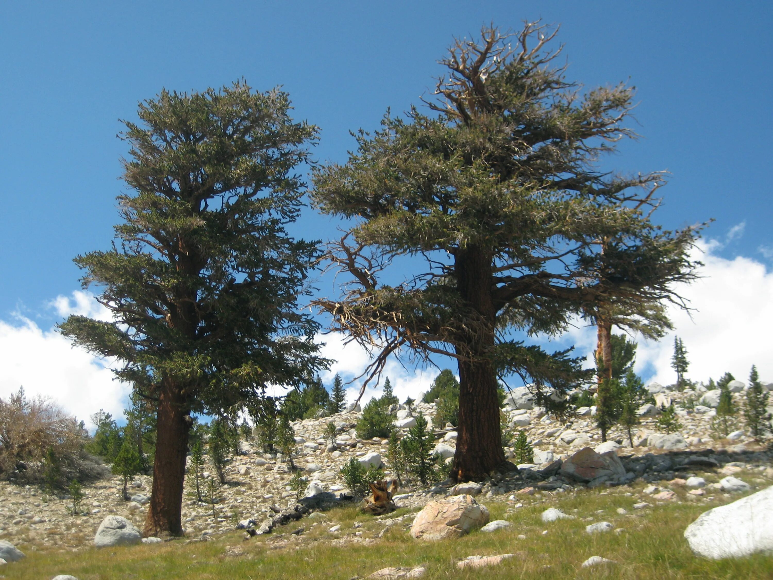 Хвойные америки. Сосна Бальфура Северная Америка. Сосна Бальфура Южная Америка. Pinus balfouriana. Калифорнийская сосна Бальфура.