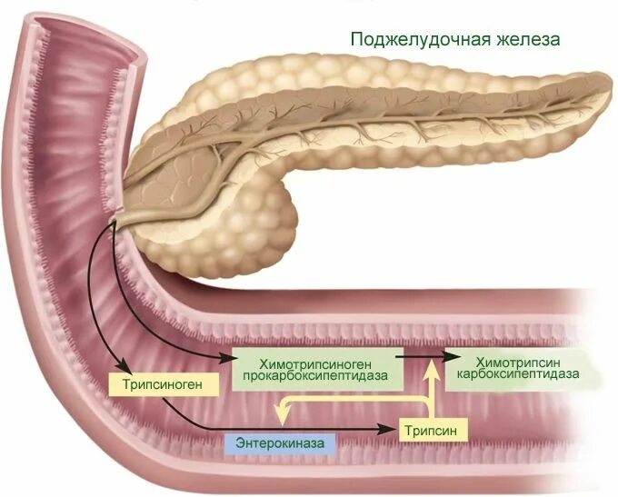 Липаза поджелудочной железы. Поджелудочная железа вырабатывает панкреатический сок. Трипсиноген поджелудочной железы. Липоз поджелудочной железы.