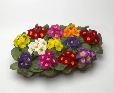 Примула сервис