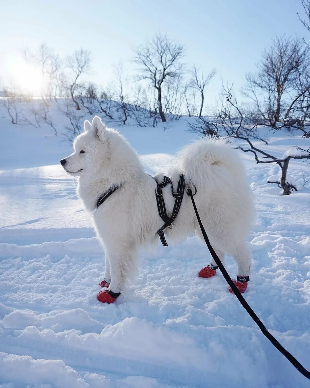 Крупный белый ездовой шпиц