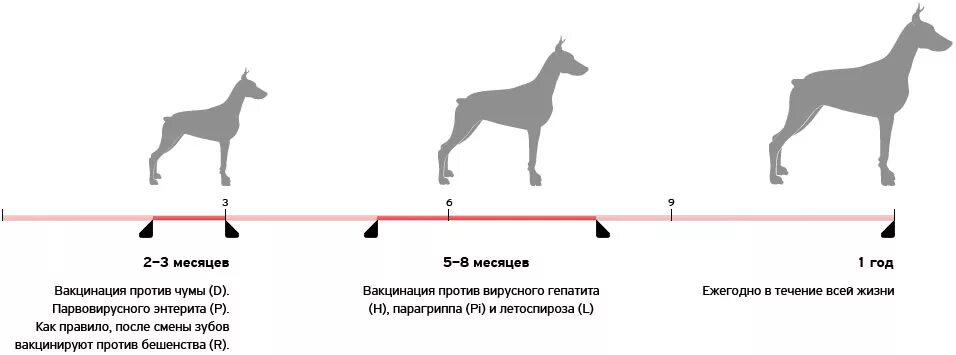 Когда можно выводить щенка