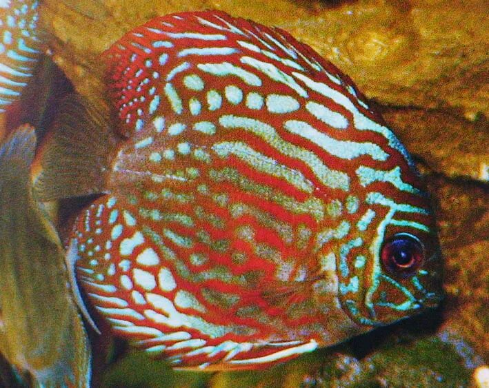 Крашеная рыба. Попугай красный рыбка аквариумная. Крашеная рыба. Крашеная рыба. Аквариумная рыбка цихлида попугай.