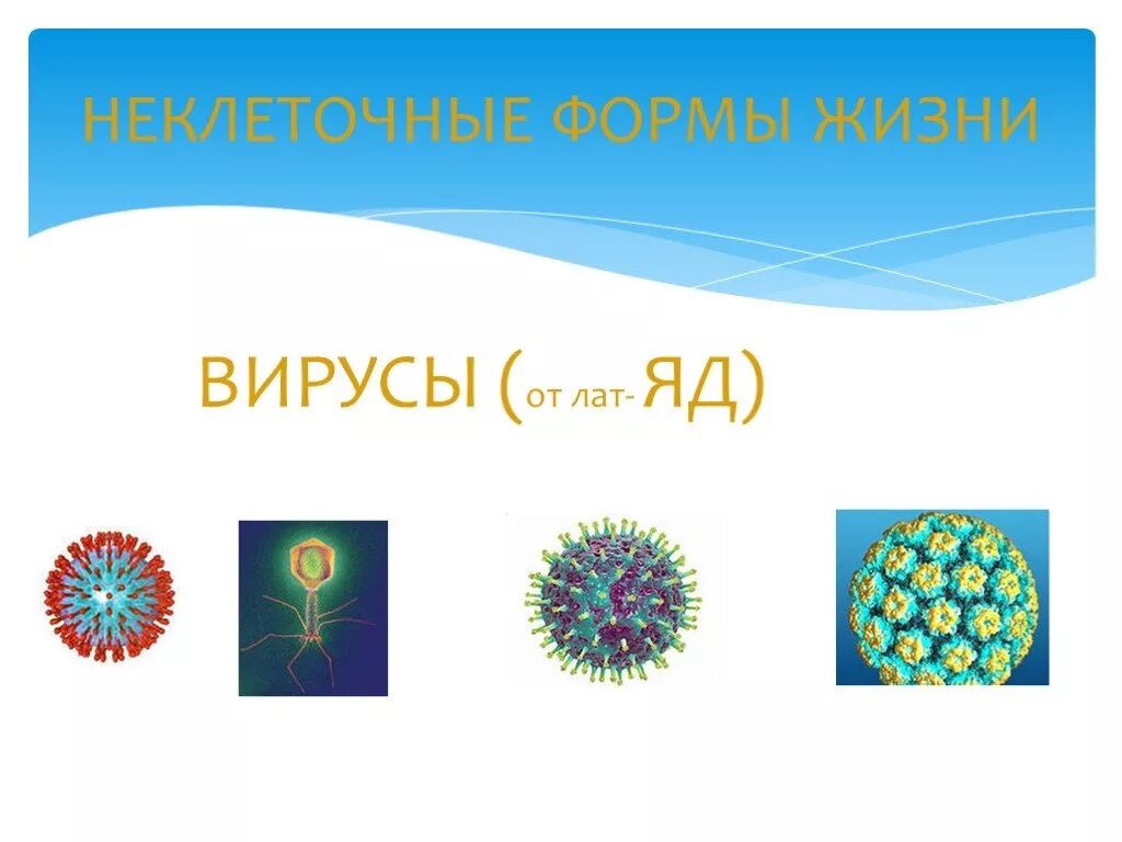 Почему вирусы неклеточные формы. Неклеточные формы жизни. Вирусы неклеточные формы. Вирусы неклеточные формы жизни. Формы жизни.