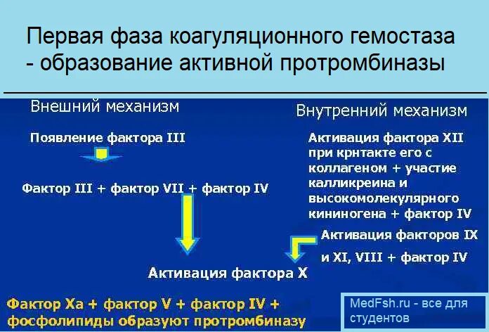 Коагуляционный гемостаз состоит из. Коагуляционный гемостаз схема. основные этапы коагуляционного гемостаза. 1 фаза коагуляционного гемостаза. коагуляционный гемостаз внешний и внутренний.