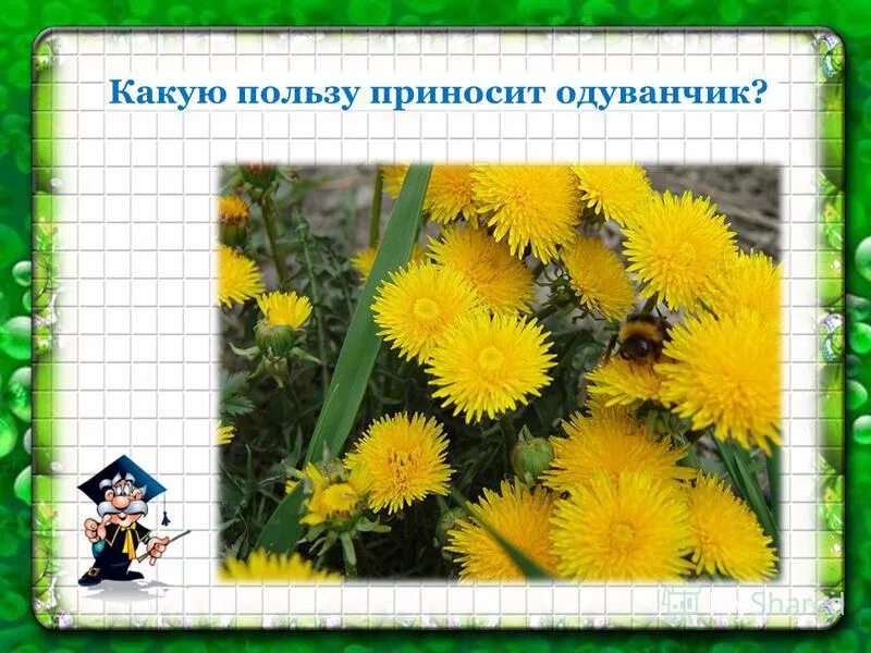 Всё про одуванчик. Какую пользу приносит одуванчик человеку. Какие растения и какую пользу приносят. Какое растение приносит пользу людям. Цветки одуванчика для здоровья