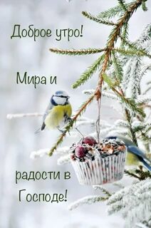 Утро птицы зима