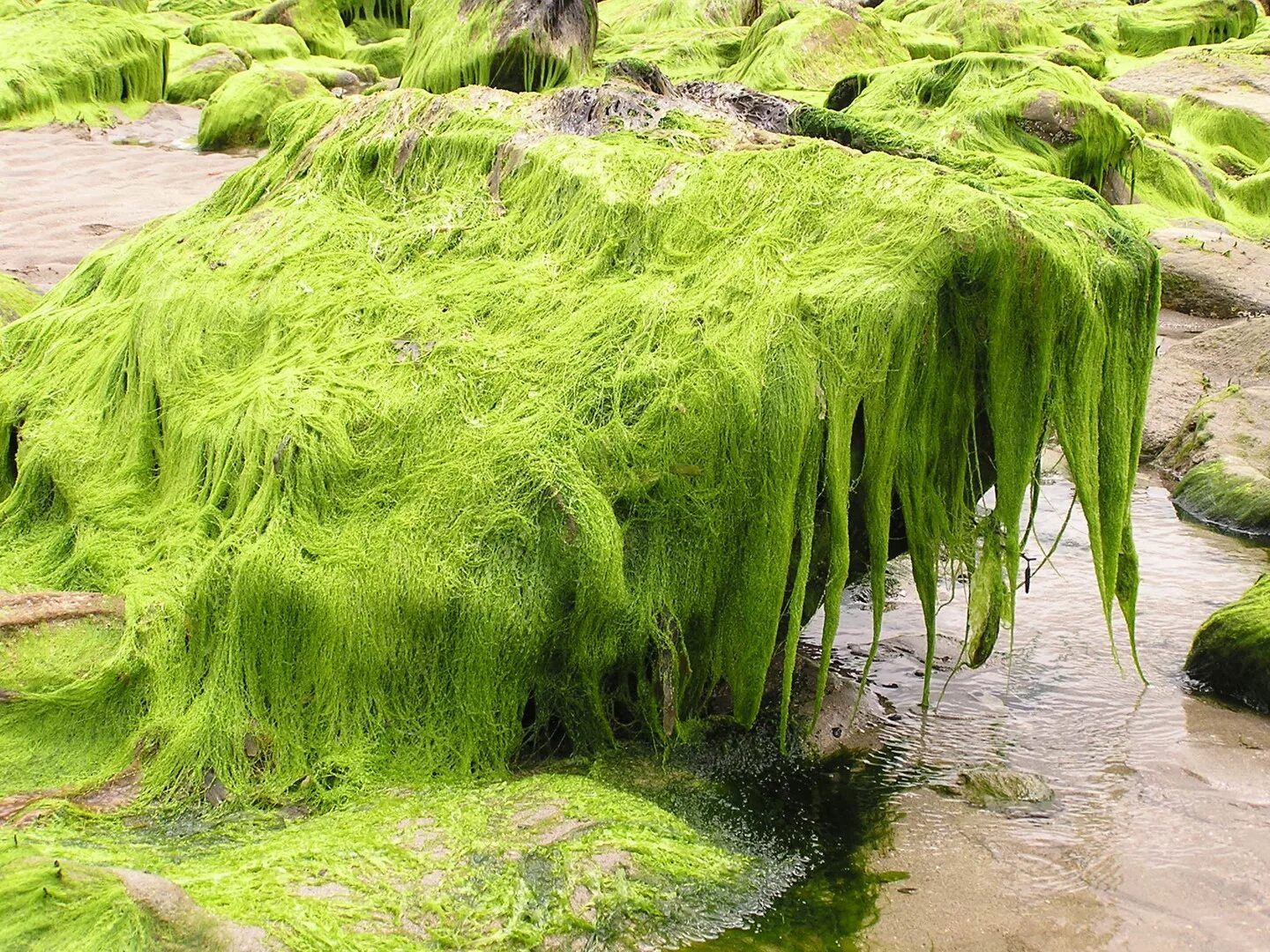 Почвенные водоросли