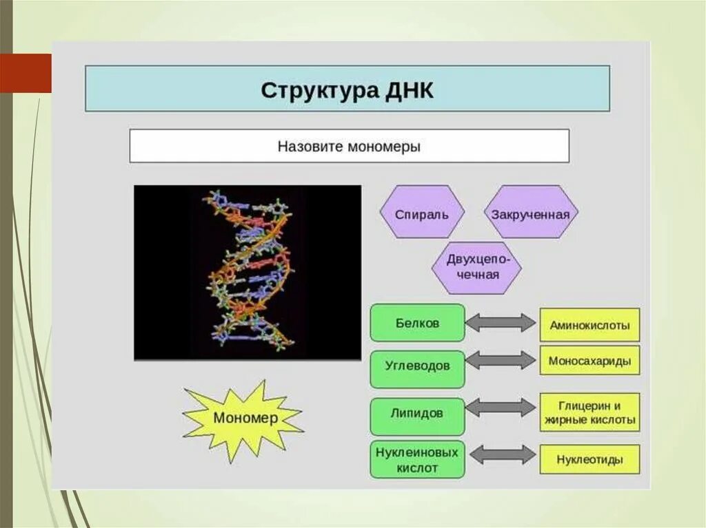 Установите соответствие между белками и углеводами