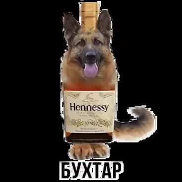 Бухтар