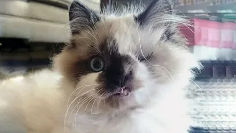 Кличка одноглазому коту