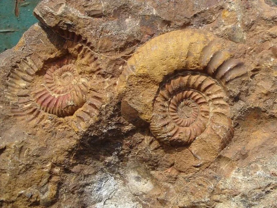 Аммониты древние моллюски моллюски. Ископаемые фауны. Trilophosuchus rackhami. Ископаемые фауны. Брахиоподы силурийского периода.