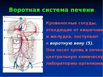 Кровеносная система кишечника