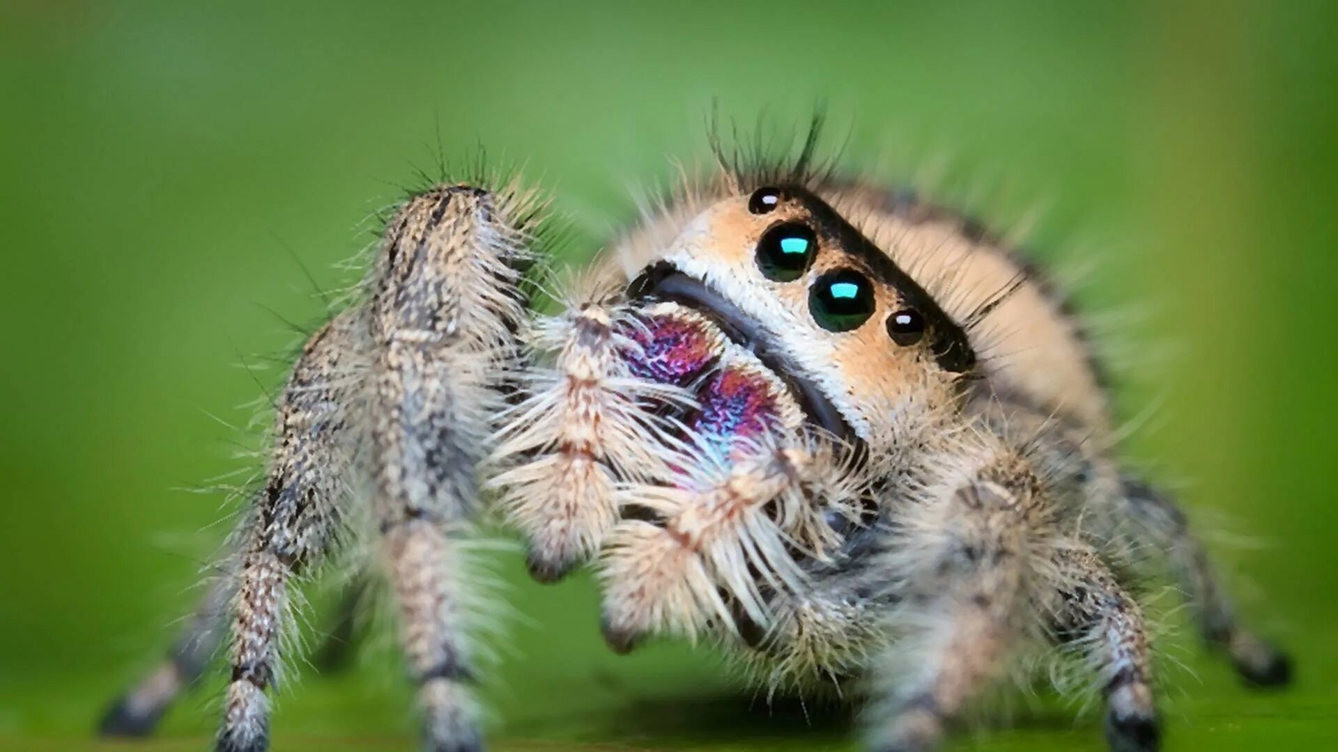 Паук скакун опасен. Королевский паук скакунчик. паук phidippus regius. гималайский паук-скакун. королевский паук-скакун (phidippus regius).