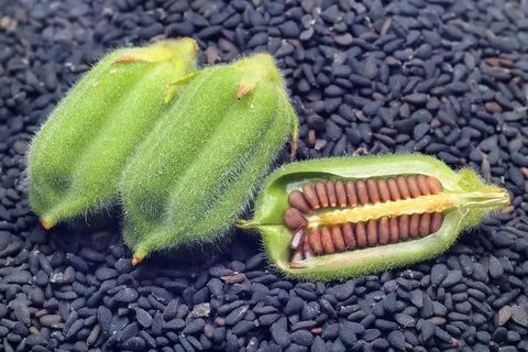 Кунжут плод